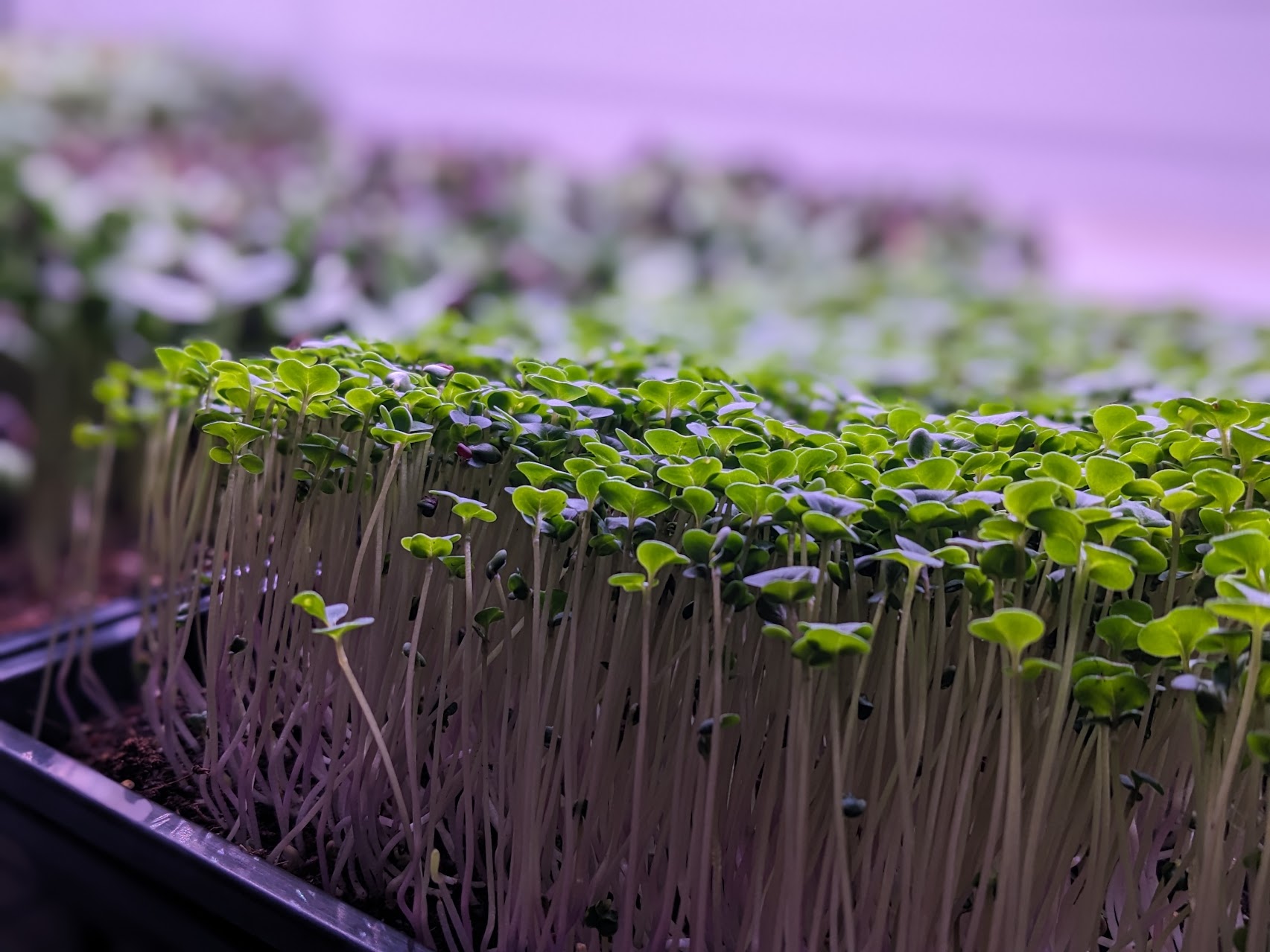 pnw microgreens